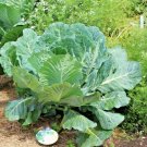 601 Georgia Collard Greens Seeds Heirloom Vegetable Spring Fall Container Garden Planting