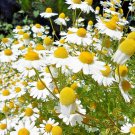 2001 Common German Chamomile Eeds Organic Herb Tea Garden Planting