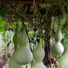 10 Bottle Gourd Seeds Birdhouse Craft Calabash Asian Buddha Squash Vegetable Garden Planting 10 Bottle Gourd Seeds Birdhouse Craft Calabash Asian Buddha Squash Vegetable Garden Planting