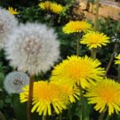 100 Dandelion Seeds Taraxacum Officinale Organic Grown Harvested Garden Planting