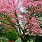 Princess Tree Paulownia Tomentosa 50 Seeds Garden Planting