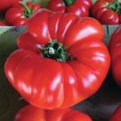 Rare Floradel Tomato 15 Seeds Non-Gmo Heirloom Garden Planting