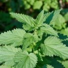 Stinging Nettle Urtica Dioica 100 Seeds Grow Ur Own Nettle Tea Leaves Garden Planting