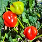 Habanero Red Hot Spicy Pepper 20 Seeds Non-Gmo Heirloom Mn Grown Organic Garden Planting