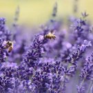 200 Lavender Seeds Vera English Lavender Non-Gmo Variety Sizes Free Shi Garden Planting 200 Lavender Seeds Vera English Lavender Non-Gmo Variety Sizes Free Shi Garden Planting