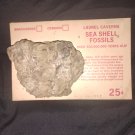 Laurel Caverns Sea Shell Fossil - Palm Sized 300 Million Years Old Fossil