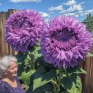 50 seeds Enchanting Giant Teddy Bear Sunflower - purple