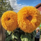 50 seeds Enchanting Giant Teddy Bear Sunflower - yellow