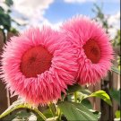 50 seeds Enchanting Giant Teddy Bear Sunflower - pink