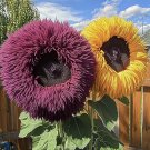 50 seeds Enchanting Giant Teddy Bear Sunflower - brown