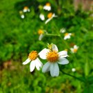 200 Bidens Pilosa Alba Seeds White Wildflower for Pollinator Gardens Hardy Annual Non-GMO Seeds