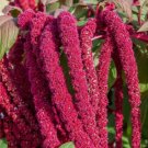 200 Love Lies Bleeding Amaranthus Seeds Drought Tolerant  Dried Flowers