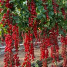 120 Waterfall Tomatoes Seeds Sweet High Yield Heirloom Organic
