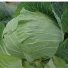 500 Cabbage Seeds Early Round Dutch Heirloom Non Gmo