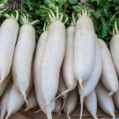 200 White Icicle Radish Seeds Heirloom Organic Non Gmo