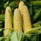 30 Peaches & Cream Corn Seeds Sweet Organic Non Gmo