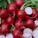 50 Champion Radish Seeds Heirloom Organic Non Gmo
