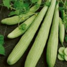 50 Armenian Yard Long Cucumber Seeds Non Gmo Organic Heirloom