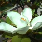 Magnolia Grandiflora 10 Seeds Cold Hardy Fragrant Southern Bull Bay Tree Heirloom Seeds