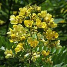 Senna Siamea 20 Seeds Cassia Kassod Thailand Garden Flowering Shower Tree Heirloom Seeds Senna Siamea 20 Seeds Cassia Kassod Thailand Garden Flowering Shower Tree Heirloom Seeds