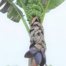 Musa Balbisiana Gigantea 10 Seeds Bhimkol Wild Cultivar India Banana Fruit Heirloom Seeds