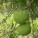 Maclura Pomifera Tree 10 Seeds Native Osage Orange Fruit Hedge Horse Apple Heirloom Seeds