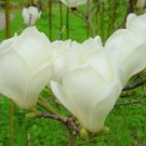 Magnolia Denudata 10 Seeds Fragrant Flowering Yulan Jade Lily Tree Shrub Heirloom Seeds