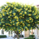 Cassia Glauca 20 Seeds Scrambled Egg Shrub Tree Bush Senna Surattensis Heirloom Seeds