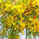 Parkinsonia Aculeata 20 Seeds Mexican Palo Verde Shrub Tree Jerusalem Thorn Heirloom Seeds Parkinsonia Aculeata 20 Seeds Mexican Palo Verde Shrub Tree Jerusalem Thorn Heirloom Seeds