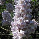 Paulownia Fortunei 200 Seeds Edible Flowering Princess Fodder Dragon Tree Heirloom Seeds