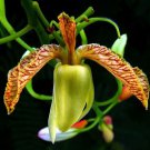 Tamarindus Indica 10 Seeds Ornamental Tamarind Medicinal Edible Fruit Tree Heirloom Seeds