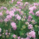 Coronilla Varia Crown Vetch Vine Hardy Garden Ground Cover 20 Seeds Heirloom Seeds Coronilla Varia Crown Vetch Vine Hardy Garden Ground Cover 20 Seeds Heirloom Seeds