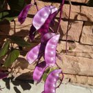 Lablab Purpureus Seeds Hyacinth Indian Bean Dolichos Vine Nitrogen Fixing Heirloom Seeds Lablab Purpureus Seeds Hyacinth Indian Bean Dolichos Vine Nitrogen Fixing Heirloom Seeds