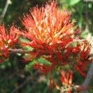 Combretum Microphyllum Shrub Tree Flame Creeper 5 Seeds Burning Bush Heirloom Seeds Combretum Microphyllum Shrub Tree Flame Creeper 5 Seeds Burning Bush Heirloom Seeds