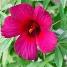 Hibiscus Radiatus 15 Seeds Monarch Rosemallow Perennial Garden Flowers Heirloom Seeds