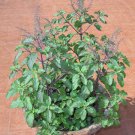 Ocimum Sanctum 250 Seeds Tulsi Holy Basil Culinary Therapeutic Herb Heirloom Seeds Ocimum Sanctum 250 Seeds Tulsi Holy Basil Culinary Therapeutic Herb Heirloom Seeds