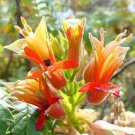 Melianthus Comosus Bush 8 Seeds Tufted Honey Flower Shrub Plants Heirloom Seeds Melianthus Comosus Bush 8 Seeds Tufted Honey Flower Shrub Plants Heirloom Seeds