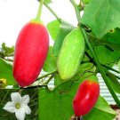 Coccinia Grandis 20 Seeds Ivy Scarlet Edible Gourd Tindora Kowai Fruit Vine Heirloom Seeds