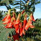 Lessertia Frutescens 7 Seeds African Sutherlandia Shrub The Cancer Bush Heirloom Seeds