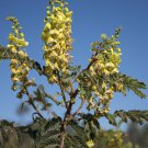 Caesalpinia Decapetala 10 Seeds Biancaea Shrub Mysore Thorn Cat'S Claw Heirloom Seeds Caesalpinia Decapetala 10 Seeds Biancaea Shrub Mysore Thorn Cat'S Claw Heirloom Seeds