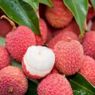 Litchi Chinensis 5 Seeds Fragrant Chinese Strawberry Lychee Fruit Tree Heirloom Seeds Litchi Chinensis 5 Seeds Fragrant Chinese Strawberry Lychee Fruit Tree Heirloom Seeds
