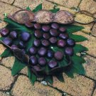 Entada Phaseoloides 1 Big Seed World'S Longest Legume Gugo Liana Vine Heirloom Seeds