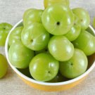 Phyllanthus Emblica Tree 15 Seeds Indian Gooseberry Edible Amla Fruit Heirloom Seeds Phyllanthus Emblica Tree 15 Seeds Indian Gooseberry Edible Amla Fruit Heirloom Seeds