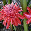 Etlingera Elatior 15 Seeds Ornamental Tropical Pink Torch Ginger Perennial Heirloom Seeds Etlingera Elatior 15 Seeds Ornamental Tropical Pink Torch Ginger Perennial Heirloom Seeds