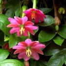 Passiflora Mollissima 10 Seeds Banana Passion Fruit Garden Climbing Vine Heirloom Seeds Passiflora Mollissima 10 Seeds Banana Passion Fruit Garden Climbing Vine Heirloom Seeds