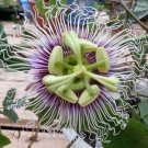 Passiflora Edulis Golden Giant Vine 10 Seeds Passion Fruit Garden Heirloom Seeds Passiflora Edulis Golden Giant Vine 10 Seeds Passion Fruit Garden Heirloom Seeds