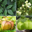 Cardiospermum Halicacabum 15 Seeds Balloon Vine Medicinal Love In A Puff Heirloom Seeds