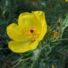 Argemone Mexicana 25 Seeds Mexican Yellow Prickly Poppy Perennial Heirloom Seeds