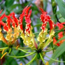 Gloriosa Superba Glory Vine 10 Seeds Climbing Flame Lily Exceptional Beauty Heirloom Seeds Gloriosa Superba Glory Vine 10 Seeds Climbing Flame Lily Exceptional Beauty Heirloom Seeds