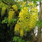 Cassia Fistula Tropical Golden Shower Tree 20 Seeds Heirloom Seeds
